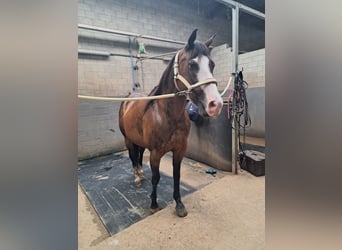 American Quarter Horse, Stute, 15 Jahre, 150 cm, Brauner