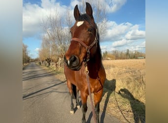 American Quarter Horse, Stute, 15 Jahre, 150 cm, Brauner
