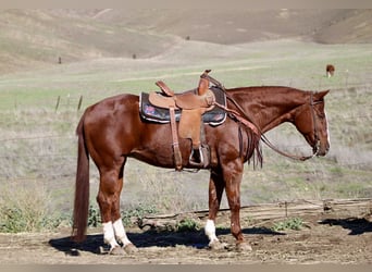 American Quarter Horse, Stute, 15 Jahre, 150 cm, Dunkelfuchs