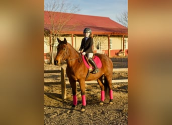 American Quarter Horse, Stute, 15 Jahre, 150 cm, Rotbrauner