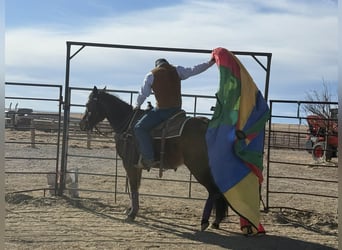 American Quarter Horse, Stute, 15 Jahre, 150 cm, Rotbrauner