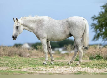 American Quarter Horse, Stute, 15 Jahre, 150 cm, Schimmel