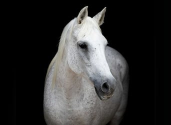 American Quarter Horse, Stute, 15 Jahre, 150 cm, Schimmel