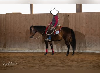 American Quarter Horse, Stute, 15 Jahre, 151 cm, Brauner