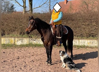 American Quarter Horse, Stute, 15 Jahre, 151 cm, Brauner