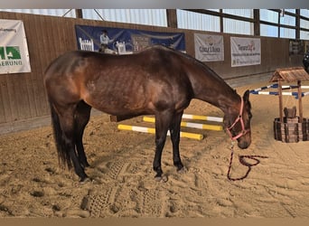American Quarter Horse, Stute, 15 Jahre, 151 cm, Brauner