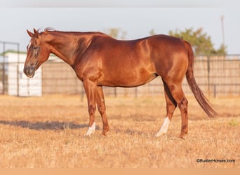 American Quarter Horse, Stute, 15 Jahre, 152 cm, Dunkelfuchs