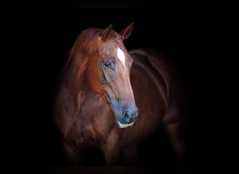 American Quarter Horse, Stute, 15 Jahre, 152 cm, Dunkelfuchs