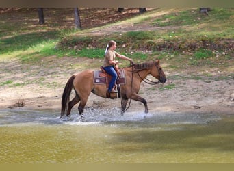 American Quarter Horse, Stute, 15 Jahre, 152 cm, Falbe