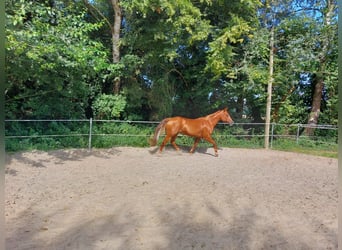 American Quarter Horse, Stute, 15 Jahre, 152 cm, Fuchs