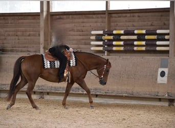 American Quarter Horse, Stute, 15 Jahre, 152 cm, Fuchs