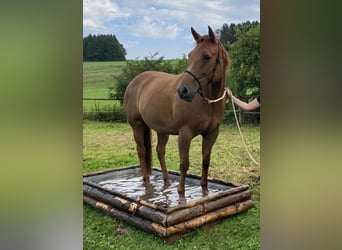 American Quarter Horse, Stute, 15 Jahre, 152 cm, Fuchs