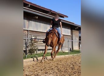 American Quarter Horse, Stute, 15 Jahre, 152 cm, Fuchs