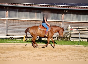 American Quarter Horse, Stute, 15 Jahre, 152 cm, Fuchs