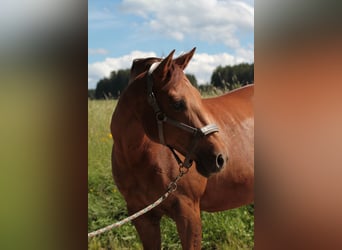 American Quarter Horse, Stute, 15 Jahre, 152 cm, Fuchs