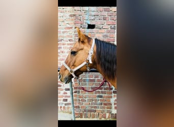American Quarter Horse, Stute, 15 Jahre, 152 cm, Red Dun
