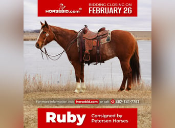American Quarter Horse, Stute, 15 Jahre, 152 cm, Roan-Red