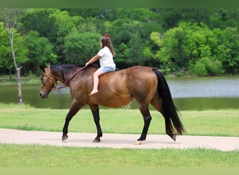 American Quarter Horse, Stute, 15 Jahre, 152 cm, Rotbrauner