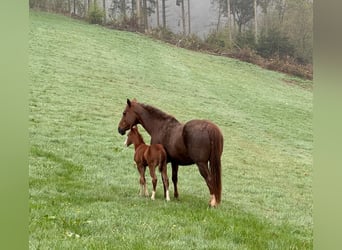 American Quarter Horse, Stute, 15 Jahre, 153 cm, Dunkelfuchs