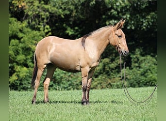 American Quarter Horse, Stute, 15 Jahre, 155 cm, Buckskin