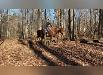 American Quarter Horse, Stute, 15 Jahre, 155 cm, Dunkelfuchs