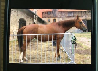 American Quarter Horse, Stute, 15 Jahre, 155 cm, Fuchs