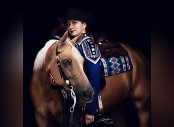 American Quarter Horse, Stute, 15 Jahre, 155 cm, Palomino