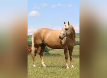 American Quarter Horse, Stute, 15 Jahre, 155 cm, Palomino