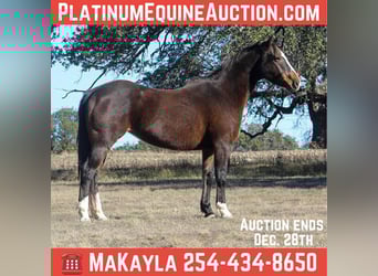 American Quarter Horse, Stute, 15 Jahre, 155 cm, Rotbrauner