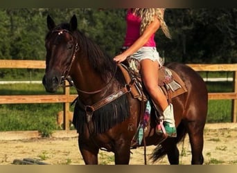 American Quarter Horse, Stute, 15 Jahre, 155 cm, Rotbrauner