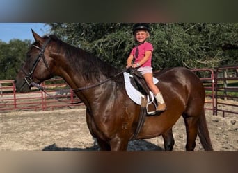 American Quarter Horse, Stute, 15 Jahre, 155 cm, Rotbrauner