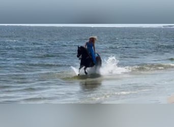 American Quarter Horse, Stute, 15 Jahre, 155 cm, Rotbrauner