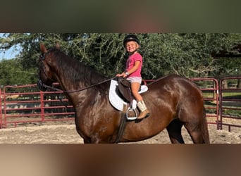 American Quarter Horse, Stute, 15 Jahre, 155 cm, Rotbrauner