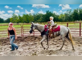 American Quarter Horse, Stute, 15 Jahre, 155 cm, Schimmel