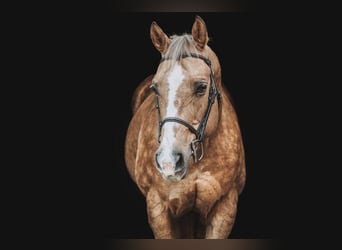 American Quarter Horse Mix, Stute, 15 Jahre, 160 cm