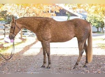 American Quarter Horse Mix, Stute, 15 Jahre, 160 cm