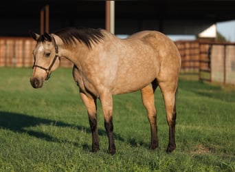 American Quarter Horse, Stute, 15 Jahre, Buckskin