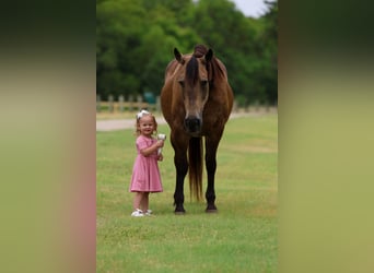 American Quarter Horse, Stute, 15 Jahre, Buckskin