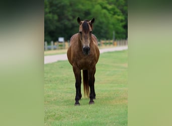 American Quarter Horse, Stute, 15 Jahre, Buckskin