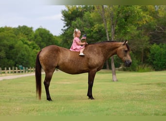 American Quarter Horse, Stute, 15 Jahre, Buckskin