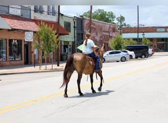 American Quarter Horse, Stute, 15 Jahre, Buckskin