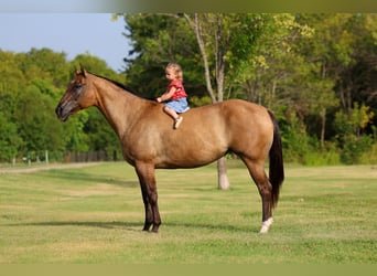 American Quarter Horse, Stute, 15 Jahre, Falbe