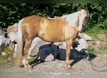 American Quarter Horse, Stute, 15 Jahre, Palomino