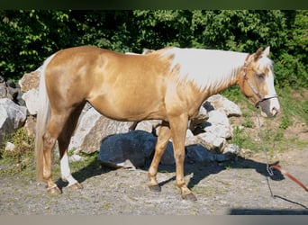 American Quarter Horse, Stute, 15 Jahre, Palomino