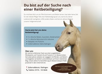 American Quarter Horse, Stute, 15 Jahre