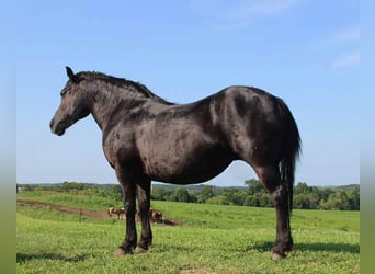 American Quarter Horse, Stute, 15 Jahre, Rappe