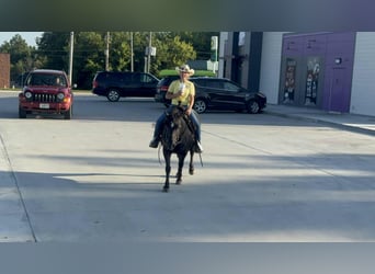 American Quarter Horse, Stute, 15 Jahre, Rappe