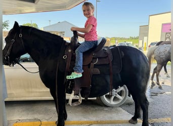 American Quarter Horse, Stute, 15 Jahre, Rappe