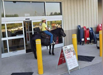 American Quarter Horse, Stute, 15 Jahre, Rappe