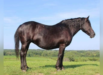 American Quarter Horse, Stute, 15 Jahre, Rappe